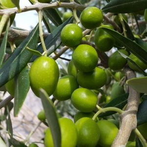 Buy Olive Oil online