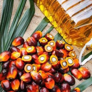 Buy Palm Oil Online